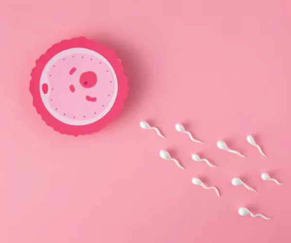 Understanding Ovulation